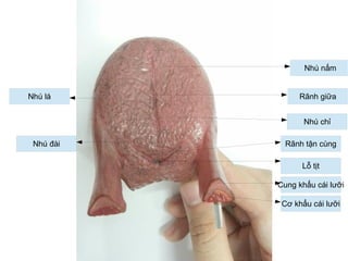Nhú chỉ
Rãnh tận cùng
Lỗ tịt
Cung khẩu cái lưỡi
Cơ khẩu cái lưỡi
Nhú lá
Nhú nấm
Rãnh giữa
Nhú đài
 