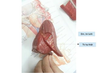 Tk hạ thiệt
Đm, tm lưỡi
 