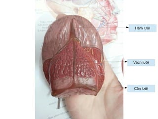 Vách lưỡi
Cân lưỡi
Hãm lưỡi
 