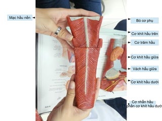 Bó cơ phụ
Cơ khít hầu trên
Cơ trâm hầu
Cơ khít hầu giữa
Vách hẩu giữa
Cơ khít hầu dưới
Mạc hầu nền
Cơ nhẫn hầu
(1 phần cơ khít hầu dưới
 