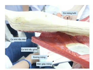 Cơ khít hầu trên
Cơ móng lưỡi
Cơ khít hầu giữa
Xương móng
Màn giáp móng
 