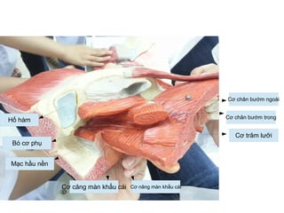 Cơ chân bướm ngoài
Cơ chân bướm trong
Cơ trâm lưỡi
Cơ nâng màn khẩu cáiCơ căng màn khẩu cái
Mạc hầu nền
Bó cơ phụ
Hố hàm
 