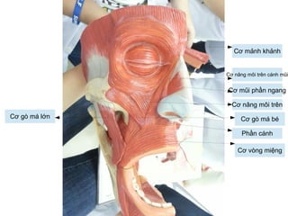 Cơ mảnh khảnh
Cơ nâng môi trên cánh mũi
Cơ mũi phần ngang
Cơ nâng môi trên
Cơ gò má bé
Phần cánh
Cơ vòng miệng
Cơ gò má lớn
 
