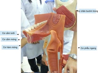 Cơ hàm móng
Cơ cằm móng
Cơ cằm lưỡi
Cơ chân bướm trong
Cơ phễu ngang
 