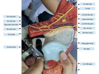 Đm dưới lưỡi
Tk lưỡi
Cơ khít hầu trên
Hạch dưới hàm
Cơ khít hầu giữa
Đm, tm lưỡi
Đm trên móng
Ống tuyến dưới hàm
Đm lưỡi sâu
Đm lưng lưỡi
Cơ nhẫn giáp
Sụn giáp
Màng giáp móng
Cơ trâm lưỡi
Xương móng
Tk hạ thiệt
 