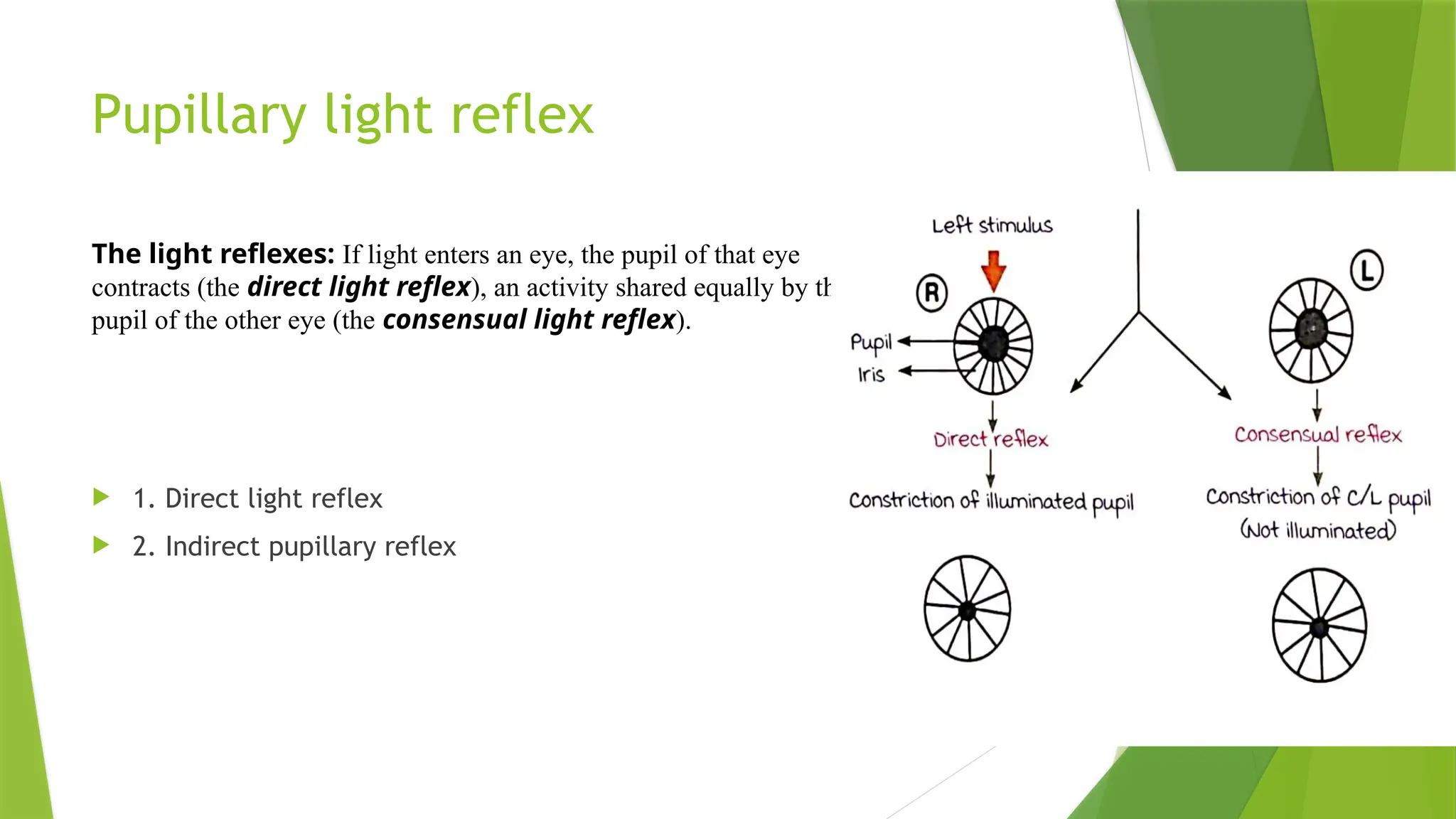 Mohit.pptx light reaction direct and indirect | PPTX