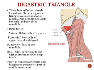 DIGASTRIC TRIANGLE
 The submandibular triangle
(or submaxillary or digastric
triangle) corresponds to the
region of the neck immediately
beneath the body of the
mandible.
 Boundaries:
Anteroinf: Ant belly of digastric
Posteroinf: Post belly of
digastric and stylohyoid.
Superiorly: Base of the
mandible.
Roof : Skin, superficial fascia
with platysma muscle, deep
fascia
Floor: Mylohyoid anteriorly and
hyoglossus posteriorly, part of
middle constrictor.
11
 
