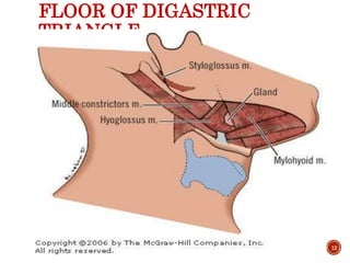 FLOOR OF DIGASTRIC
TRIANGLE
12
 