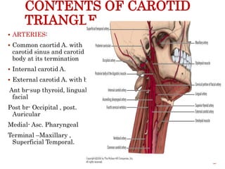 CONTENTS OF CAROTID
TRIANGLE
 ARTERIES:
 Common caortid A. with
carotid sinus and carotid
body at its termination
 Internal carotid A.
 External carotid A. with br.-
Ant br-sup thyroid, lingual
facial
Post br- Occipital , post.
Auricular
Medial- Asc. Pharyngeal
Terminal –Maxillary ,
Superficial Temporal.
17
 
