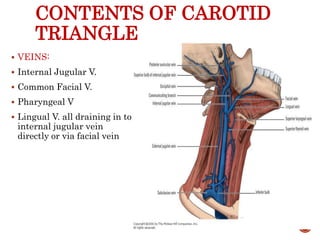 CONTENTS OF CAROTID
TRIANGLE
 VEINS:
 Internal Jugular V.
 Common Facial V.
 Pharyngeal V
 Lingual V. all draining in to
internal jugular vein
directly or via facial vein
19
 