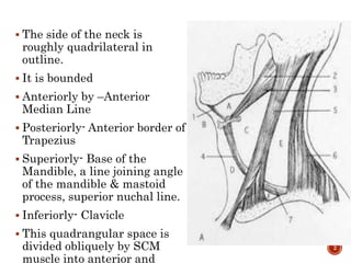  The side of the neck is
roughly quadrilateral in
outline.
 It is bounded
 Anteriorly by –Anterior
Median Line
 Posteriorly- Anterior border of
Trapezius
 Superiorly- Base of the
Mandible, a line joining angle
of the mandible & mastoid
process, superior nuchal line.
 Inferiorly- Clavicle
 This quadrangular space is
divided obliquely by SCM
muscle into anterior and
2
 