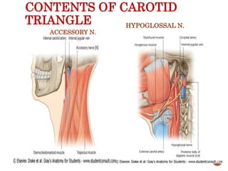 CONTENTS OF CAROTID
TRIANGLE
ACCESSORY N.
HYPOGLOSSAL N.
21
 