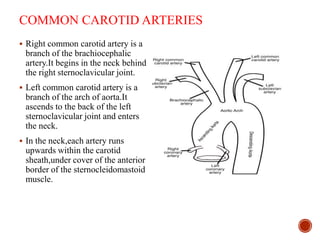 COMMON CAROTID ARTERIES
 Right common carotid artery is a
branch of the brachiocephalic
artery.It begins in the neck behind
the right sternoclavicular joint.
 Left common carotid artery is a
branch of the arch of aorta.It
ascends to the back of the left
sternoclavicular joint and enters
the neck.
 In the neck,each artery runs
upwards within the carotid
sheath,under cover of the anterior
border of the sternocleidomastoid
muscle.
 