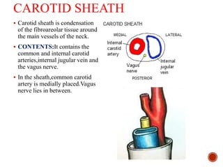 CAROTID SHEATH
 Carotid sheath is condensation
of the fibroareolar tissue around
the main vessels of the neck.
 CONTENTS:It contains the
common and internal carotid
arteries,internal jugular vein and
the vagus nerve.
 In the sheath,common carotid
artery is medially placed.Vagus
nerve lies in between.
 