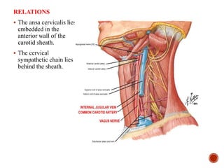 RELATIONS
 The ansa cervicalis lies
embedded in the
anterior wall of the
carotid sheath.
 The cervical
sympathetic chain lies
behind the sheath.
 