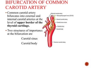 BIFURCATION OF COMMON
CAROTID ARTERY
 Common carotid artery
bifurcates into external and
internal carotid arteries at the
level of upper border of the
thyroid cartilage.
 Two structures of importance
at the bifurcation are
Carotid sinus
Carotid body
 