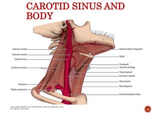 CAROTID SINUS AND
BODY
26
 