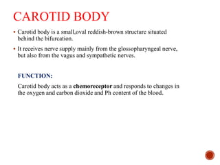CAROTID BODY
 Carotid body is a small,oval reddish-brown structure situated
behind the bifurcation.
 It receives nerve supply mainly from the glossopharyngeal nerve,
but also from the vagus and sympathetic nerves.
FUNCTION:
Carotid body acts as a chemoreceptor and responds to changes in
the oxygen and carbon dioxide and Ph content of the blood.
 