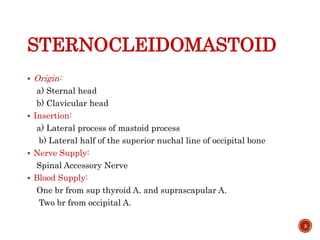 STERNOCLEIDOMASTOID
 Origin:
a) Sternal head
b) Clavicular head
 Insertion:
a) Lateral process of mastoid process
b) Lateral half of the superior nuchal line of occipital bone
 Nerve Supply:
Spinal Accessory Nerve
 Blood Supply:
One br from sup thyroid A. and suprascapular A.
Two br from occipital A.
3
 