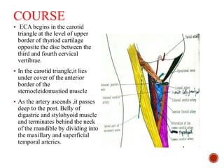 COURSE
 ECA begins in the carotid
triangle at the level of upper
border of thyriod cartilage
opposite the disc between the
third and fourth cervical
vertibrae.
 In the carotid triangle,it lies
under cover of the anterior
border of the
sternocleidomastiod muscle
 As the artery ascends ,it passes
deep to the post. Belly of
digastric and stylohyoid muscle
and terminates behind the neck
of the mandible by dividing into
the maxillary and superficial
temporal arteries.
 