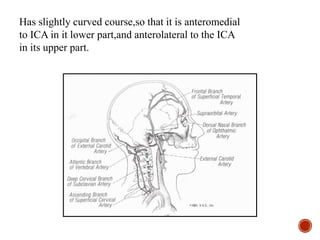 Has slightly curved course,so that it is anteromedial
to ICA in it lower part,and anterolateral to the ICA
in its upper part.
 