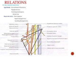 RELATIONSIN THE CAROTID TRIANGLE
Superficially—Cervical branch of facial nerve
Hypoglossal nerve
Facial,lingual,and superior
thyriod veins
Deep to the artery— Wall of pharynx
Superior laryngeal nerve
Ascending pharyngeal artery
 