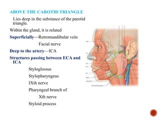 ABOVE THE CAROTID TRIANGLE
Lies deep in the substance of the parotid
triangle.
Within the gland, it is related
Superficially—Retromandibular vein
Facial nerve
Deep to the artery—ICA
Structures passing between ECA and
ICA
Styloglossus
Stylopharyngeus
IXth nerve
Pharyngeal branch of
Xth nerve
Styloid process
 