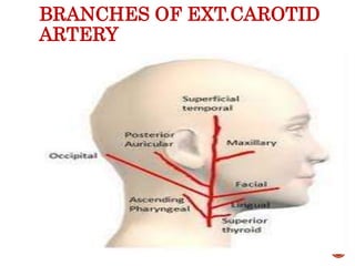 BRANCHES OF EXT.CAROTID
ARTERY
35
 