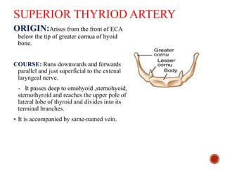 SUPERIOR THYRIOD ARTERY
ORIGIN:Arises from the front of ECA
below the tip of greater cornua of hyoid
bone.
COURSE: Runs downwards and forwards
parallel and just superficial to the extenal
laryngeal nerve.
- It passes deep to omohyoid ,sternohyoid,
sternothyroid and reaches the upper pole of
lateral lobe of thyroid and divides into its
terminal branches.
 It is accompanied by same-named vein.
 