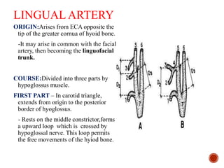 LINGUAL ARTERY
ORIGIN:Arises from ECA opposite the
tip of the greater cornua of hyoid bone.
-It may arise in common with the facial
artery, then becoming the linguofacial
trunk.
COURSE:Divided into three parts by
hypoglossus muscle.
FIRST PART – In carotid triangle,
extends from origin to the posterior
border of hyoglossus.
- Rests on the middle constrictor,forms
a upward loop which is crossed by
hypoglossal nerve. This loop permits
the free movements of the hyiod bone.
 