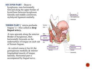 SECOND PART – Deep to
hyoglossus, runs horizontally
forward along the upper border of
hyoid bone between hyoglossus
laterally and middle constrictor,
stylohyoid ligament medially.
THIRD PART [ ‘arteria profunda
linguae’ ]—Also called as deep
lingual artery.
-It runs upwards along the anterior
Border of hyoglossus, then
horizontally forwards on the
undersurface of tongue on each side
of frenum linguae.
-In vertical course,it lies b/t the
genioglossus medially & inferior
longitudinal muscle of tongue
laterally. Horizontal part is
accompanied by lingual nerve.
 