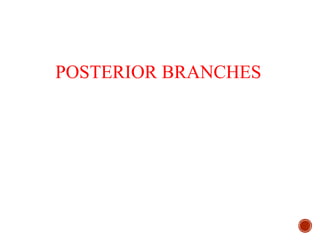 POSTERIOR BRANCHES
 