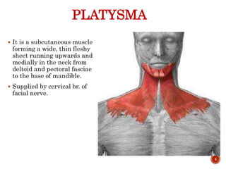 PLATYSMA
 It is a subcutaneous muscle
forming a wide, thin fleshy
sheet running upwards and
medially in the neck from
deltoid and pectoral fasciae
to the base of mandible.
 Supplied by cervical br. of
facial nerve.
5
 