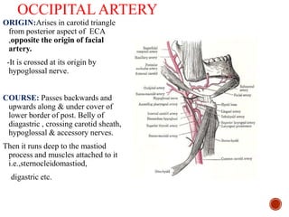 OCCIPITAL ARTERY
ORIGIN:Arises in carotid triangle
from posterior aspect of ECA
,opposite the origin of facial
artery.
-It is crossed at its origin by
hypoglossal nerve.
COURSE: Passes backwards and
upwards along & under cover of
lower border of post. Belly of
diagastric , crossing carotid sheath,
hypoglossal & accessory nerves.
Then it runs deep to the mastiod
process and muscles attached to it
i.e.,sternocleidomastiod,
digastric etc.
 