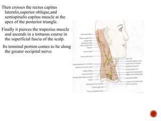 Then crosses the rectus capitus
lateralis,superior oblique,and
semispinalis capitus muscle at the
apex of the posterior triangle.
Finally it pierces the trapezius muscle
and ascends in a tortuous course in
the superficial fascia of the scalp.
Its terminal portion comes to lie along
the greater occipital nerve.
 