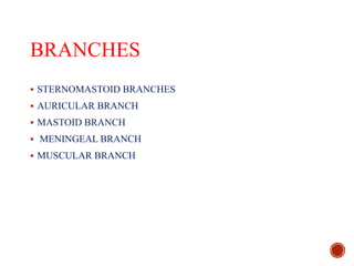 BRANCHES
 STERNOMASTOID BRANCHES
 AURICULAR BRANCH
 MASTOID BRANCH
 MENINGEAL BRANCH
 MUSCULAR BRANCH
 