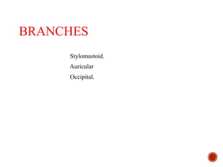 BRANCHES
Stylomastoid.
Auricular
Occipital.
 