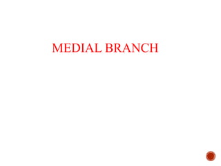 MEDIAL BRANCH
 