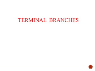 TERMINAL BRANCHES
 