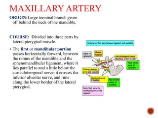 MAXILLARY ARTERY
ORIGIN:Large terminal branch given
off behind the neck of the mandible.
COURSE: Divided into three parts by
lateral pterygiod muscle.
 The first or mandibular portion
passes horizontally forward, between
the ramus of the mandible and the
sphenomandibular ligament, where it
lies parallel to and a little below the
auriculotemporal nerve; it crosses the
inferior alveolar nerve, and runs
along the lower border of the lateral
pterygiod.
 