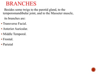 BRANCHES
Besides some twigs to the parotid gland, to the
temporomandibular joint, and to the Masseter muscle,
its branches are:
 Transverse Facial.
 Anterior Auricular.
 Middle Temporal.
 Frontal.
 Parietal
 