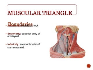 MUSCULAR TRIANGLE
Boundaries Anteriorly: midline of neck
 Superiorly: superior belly of
omohyoid.
 Inferiorly: anterior border of
sternomastoid .
 
