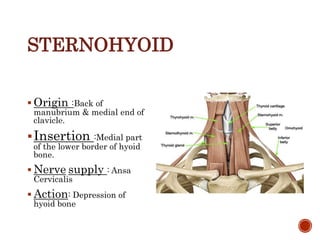 STERNOHYOID
 Origin :Back of
manubrium & medial end of
clavicle.
Insertion :Medial part
of the lower border of hyoid
bone.
 Nerve supply : Ansa
Cervicalis
 Action: Depression of
hyoid bone
 