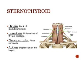 STERNOTHYROID
Origin :Back of
manubrium sterni.
Insertion: Oblique line of
thyroid cartilage.
Nerve supply : Ansa
cervicalis.
Action :Depression of the
larynx.
 