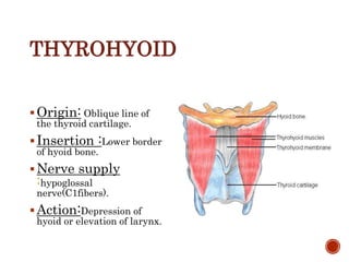 THYROHYOID
Origin: Oblique line of
the thyroid cartilage.
Insertion :Lower border
of hyoid bone.
Nerve supply
:hypoglossal
nerve(C1fibers).
Action:Depression of
hyoid or elevation of larynx.
 