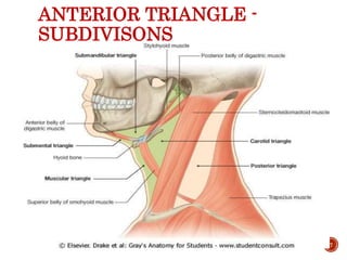 ANTERIOR TRIANGLE -
SUBDIVISONS
7
 