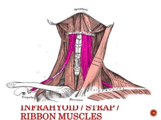INFRAHYOID / STRAP /
RIBBON MUSCLES
70
 