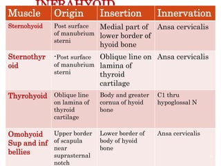 INFRAHYOID
MUSCLESMuscle Origin Insertion Innervation
Sternohyoid Post surface
of manubrium
sterni
Medial part of
lower border of
hyoid bone
Ansa cervicalis
Sternothyr
oid
-Post surface
of manubrium
sterni
Oblique line on
lamina of
thyroid
cartilage
Ansa cervicalis
Thyrohyoid Oblique line
on lamina of
thyroid
cartilage
Body and greater
cornua of hyoid
bone
C1 thru
hypoglossal N
Omohyoid
Sup and inf
bellies
Upper border
of scapula
near
suprasternal
notch
Lower border of
body of hyoid
bone
Ansa cervicalis
72
 