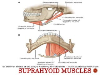 SUPRAHYOID MUSCLES 73
 