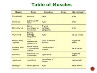 Table of Muscles
Muscle Origin Insertion Action Nerve Supply
Sternohyoid sternum hyoid ansa
Omohyoid
Suprascapular
notch
hyoid ansa
Sternothyroid
Below
sternohyoid on
manubrium
Thyroid
cartilage
oblique line
ansa
Thyrohyoid
Thyroid
cartilage
oblique line
hyoid C1-C2 (ansa)
Anterior Belly
Digastric
-----
intermediate
tendon------
Inner surface of
mandile
Trigeminal
nerve
Posterior Belly
Digastric
Medial aspect
of the mastoid
process
-intermediate
tendon-
Facial nerve
Mylohyoid
Mylohyoid line
of mandible
Hyoid bone
Trigeminal
nerve
Hyoglossus Hyoid bone
Lateral side of
tongue
hypoglossal
Stylohyoid Styloid process hyoid Facial nerve
 